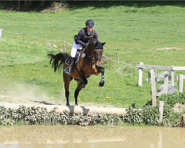 Springpferd Rakete 42 (Rheinländer, 2008, von Rubitano)
