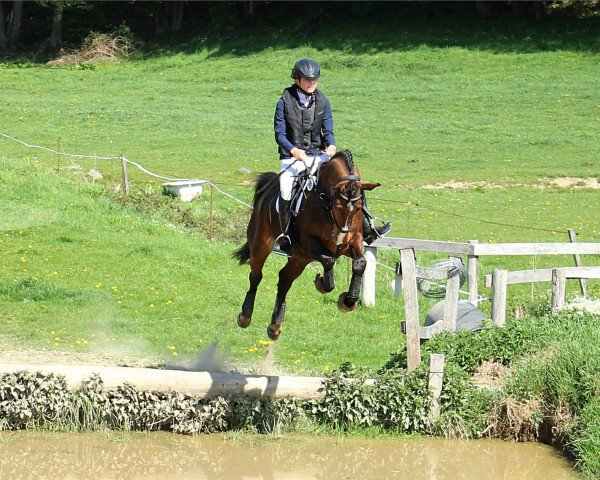 Geländepferd Obos Coco (Irish Sport Horse, 2014, von Obos Quality)