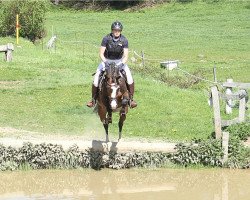 broodmare Cooky (Oldenburg, 2013, from Cascadello)