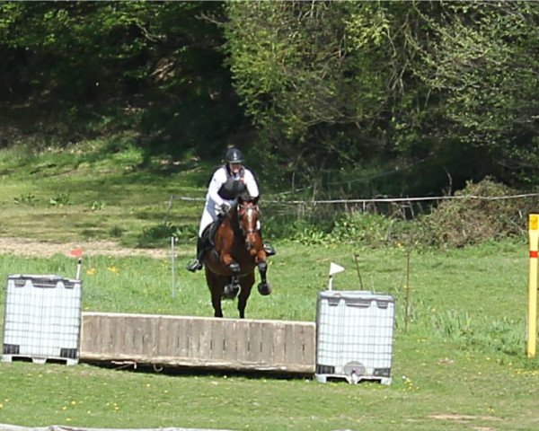 dressage horse Curt Cobain 4 (Hanoverian, 2010, from Cevin Costner)