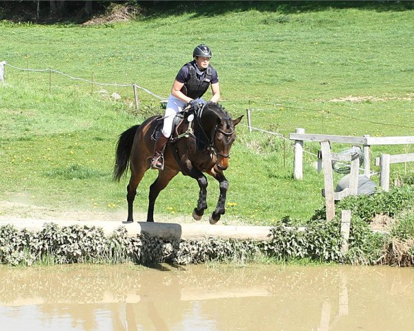 horse Bali (Oldenburg, 2013, from Balou du Rouet)