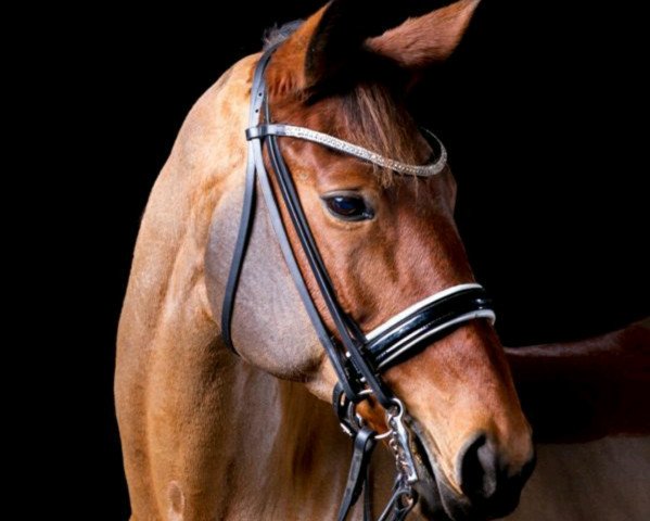 broodmare Sahira 19 (Trakehner, 2000, from Starway)
