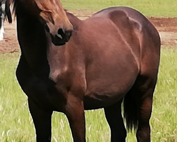 Pferd Sedlisco (Westfale, 2018, von Stakkatol)