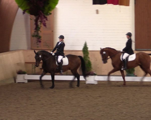 Dressur- und Jugendturnier Hövelhof 2016