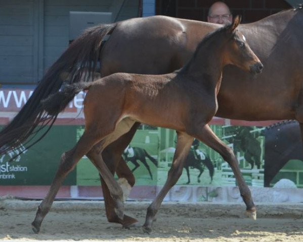 horse Formidable (Westphalian, 2019, from Fashion In Black NRW)