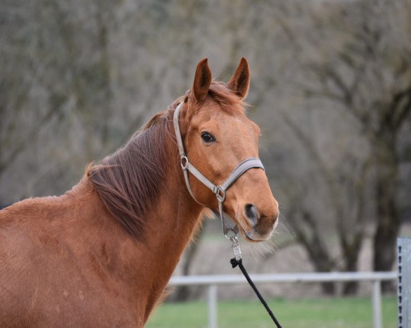 dressage horse Mogli 362 (Hanoverian, 2009, from Markus Deak xx)