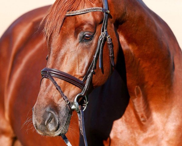 dressage horse Fürstin Finesse 2 (Westphalian, 2012, from Fürst Wilhelm)