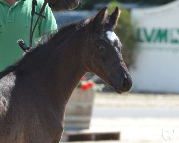 horse Stute von Fashion in Black / Rohdiamant (Westphalian, 2019, from Fashion In Black NRW)