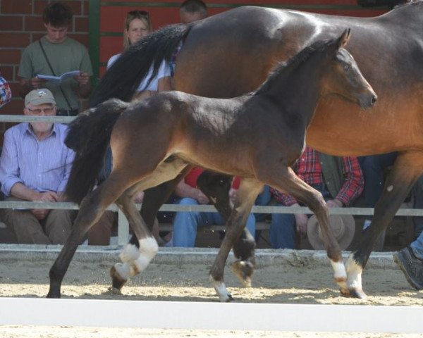 horse Hengst von Fashion in Black / Rock Forever I (Westphalian, 2019, from Fashion In Black NRW)