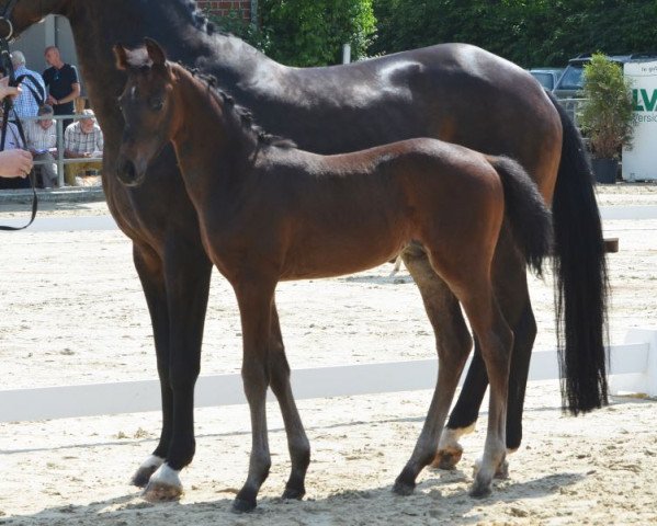 horse Hengst von Fashion in Black / Wolkentanz (Westphalian, 2019, from Fashion In Black NRW)