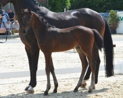 Pferd Hengst von Fashion in Black / Wolkentanz (Westfale, 2019, von Fashion In Black NRW)