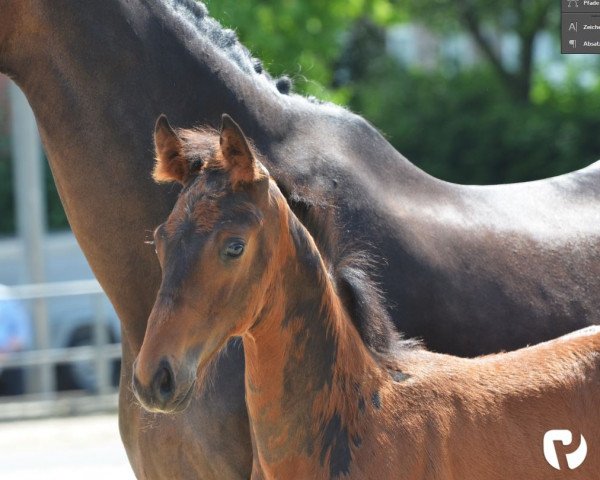 horse Hengst von Fashion in Black / Riccione (Westphalian, 2019, from Fashion In Black NRW)