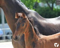 Pferd Hengst von Fashion in Black / Riccione (Westfale, 2019, von Fashion In Black NRW)