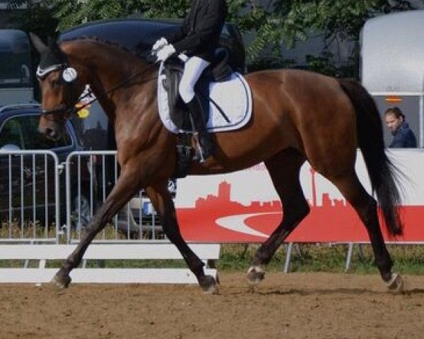 dressage horse Coco Chanel 123 (Westphalian, 2002, from Coriando)
