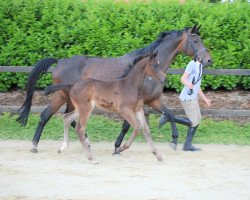 Pferd Caballero S (Westfale, 2019, von Conthargos)