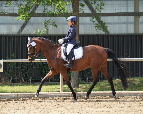 Springpferd Mbf Gala Luna (Deutsches Reitpony, 2012, von Nemax)