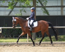 jumper Mbf Gala Luna (German Riding Pony, 2012, from Nemax)