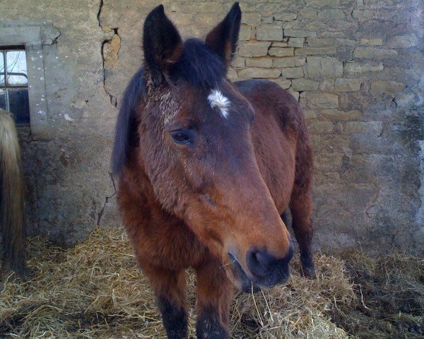 broodmare Fosquinha (Trakehner, , from Marlo) broodmare Fosquinha (Trakehner, , from Marlo)
