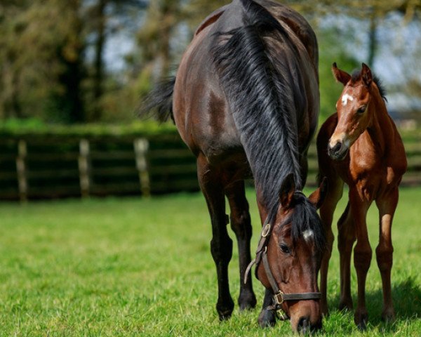 horse Kaltham xx (Thoroughbred, 2019, from Siyouni xx)