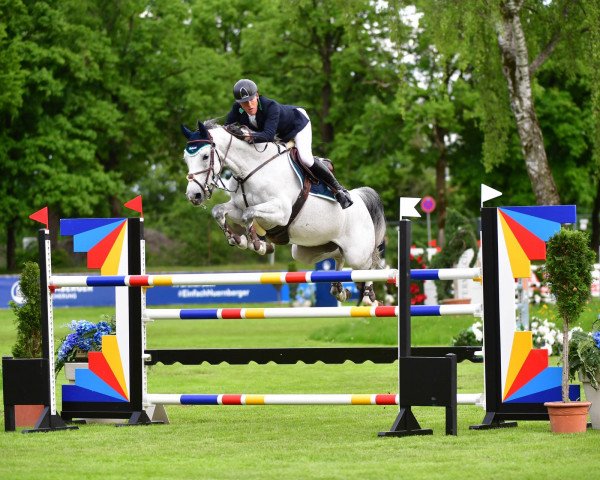Springpferd Carisma Can Fly (Hannoveraner, 2009, von Chalet)