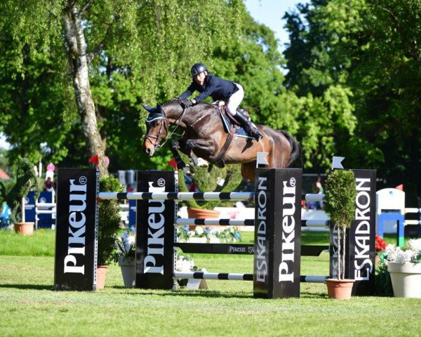 jumper Quintaro 9 (Hanoverian, 2010, from Quintender 2)