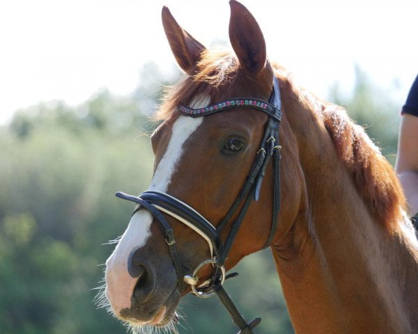 broodmare Daylight (Westphalian, 2013, from Daley Thompson)
