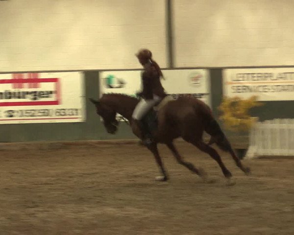 16. Salzkottener Pferdefestival 2016