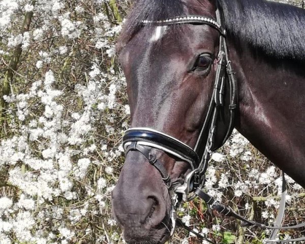 jumper Soldebeer B (Rhinelander, 2011, from Sandro Bedo)