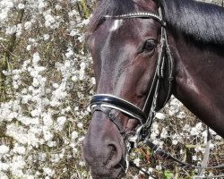 jumper Soldebeer B (Rhinelander, 2011, from Sandro Bedo)
