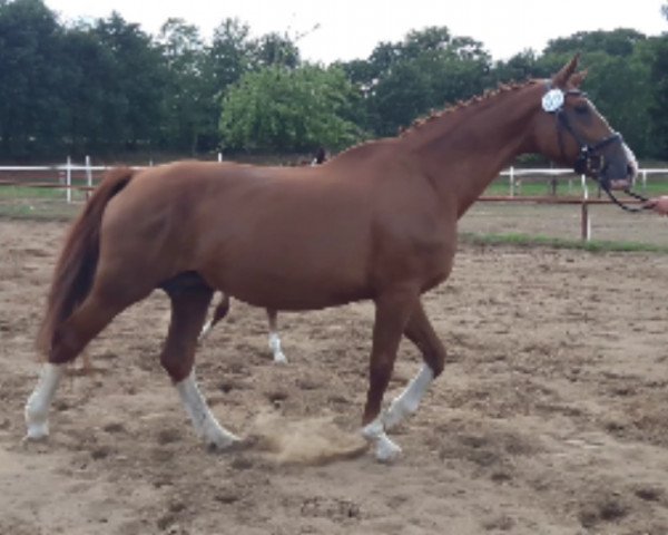 broodmare Enira (Oldenburg, 2000, from De Niro)
