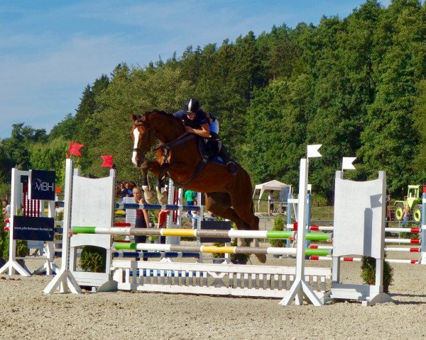 jumper Palmiro 15 (German Sport Horse, 2012, from Palmares)