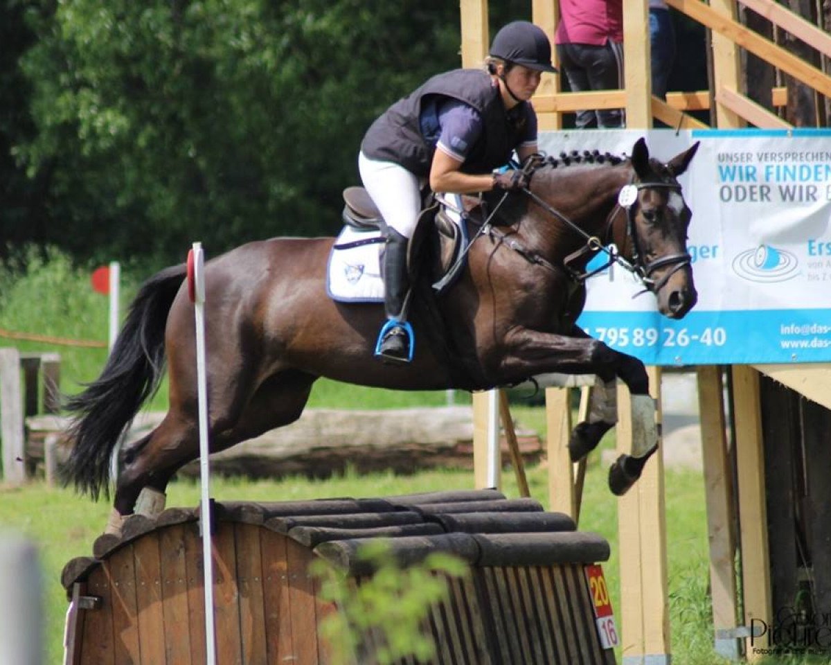 Zuchtstute Challenge Accepted 2 (Trakehner, 2011, von Hirtentanz 2)
