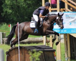 broodmare Challenge Accepted 2 (Trakehner, 2011, from Hirtentanz 2)