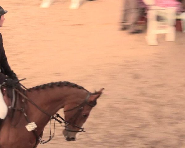 16. Salzkottener Pferdefestival 2016