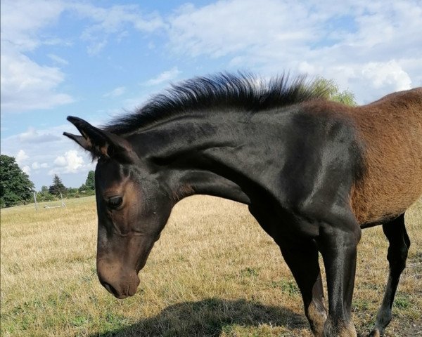 Pferd Crazy in love (Hannoveraner, 2021, von Cadeau Noir)