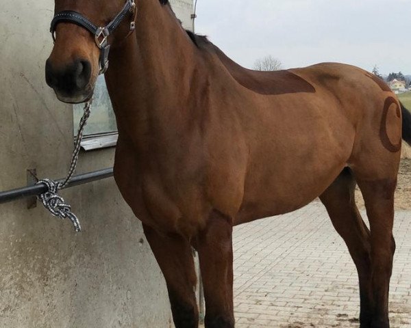 Springpferd Caspar 156 (Hannoveraner, 2000, von Crazy Classic)