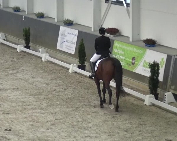 Reitturnier Mönchengladbach-Abtshof 2016