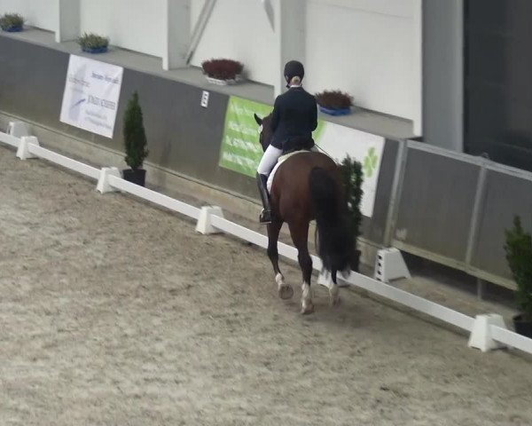 Reitturnier Mönchengladbach-Abtshof 2016