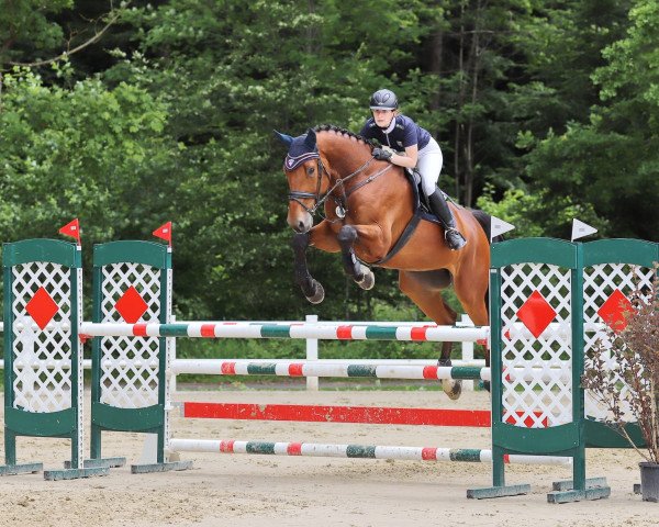Springpferd Nion van het Scheldehof (Belgisches Warmblut, 2013, von Diamant de Semilly)