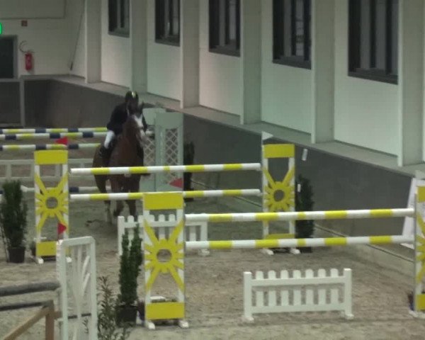 Reitturnier Mönchengladbach-Abtshof 2016