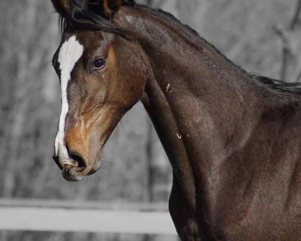 horse Fiorenzo W (Hanoverian, 2018, from Figari)