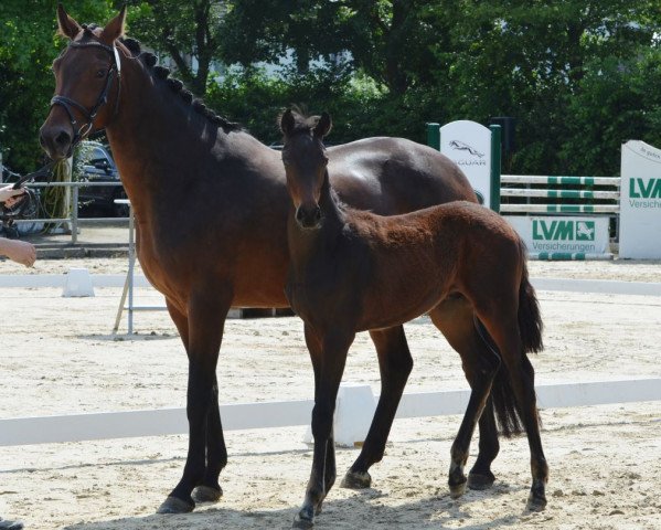 Pferd Fashion Filou WH (Westfale, 2019, von Fashion In Black NRW)