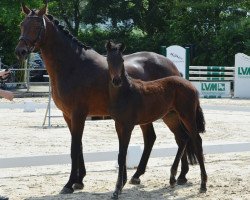 Pferd Fashion Filou WH (Westfale, 2019, von Fashion In Black NRW)