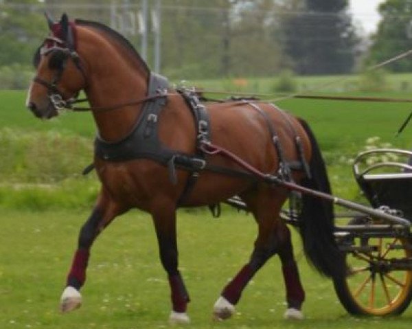 horse Napéro (Freiberger, 2013, from Noble Coeur)
