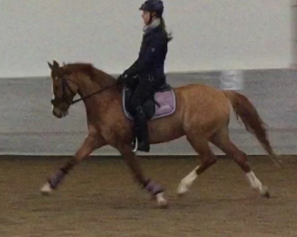 broodmare Loreen (German Riding Pony, 2004, from FS Don't Worry)