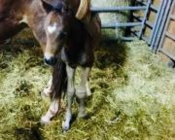 horse Schokoprinz ALB (German Riding Pony, 2019, from Sir Floggensee)