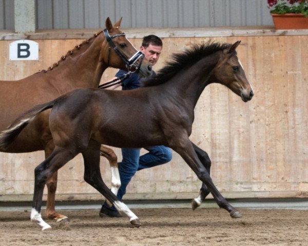 Pferd Heitholms Real Love (Deutsches Reitpony, 2016, von Ovaro)