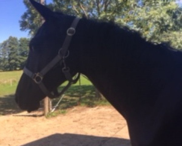 Pferd Heitholms Real Hope (Deutsches Reitpony, 2017, von Ovaro)