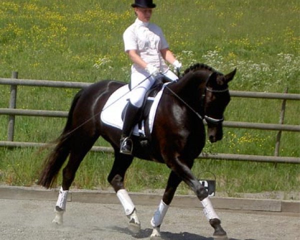 broodmare Darenka (Hanoverian, 2001, from De Niro)
