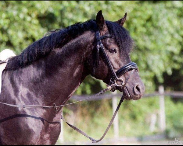 horse Never Say No SN (German Riding Pony, 2009, from Nemax)